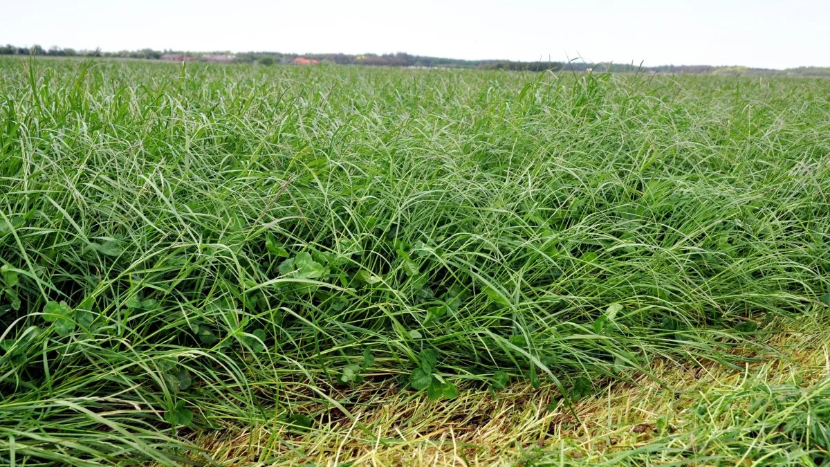 Selv om arealet med Topmix kløver først blev skårlagt den 9. juni, var kløvergræsset stadig ikke for groft. Den senere analyse viste 1,13 kg tørstof pr. foderenhed og en fordøjelighed på 79,1 procent. Foto: SH Ensilering 