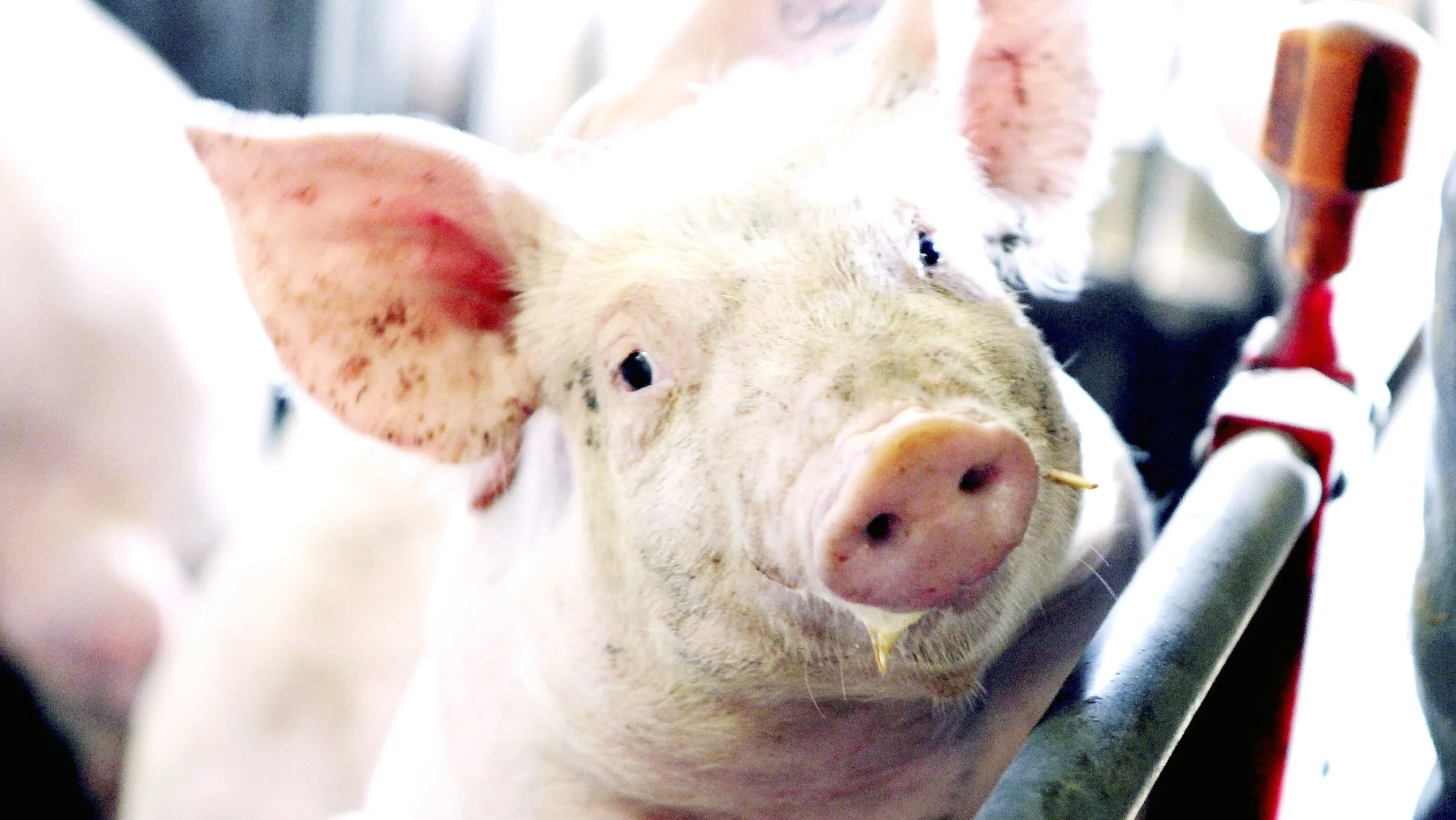 UK-tillægget falder i år med 2,22 kroner til 12,94 kroner for en 30-kilos UK-smågris.