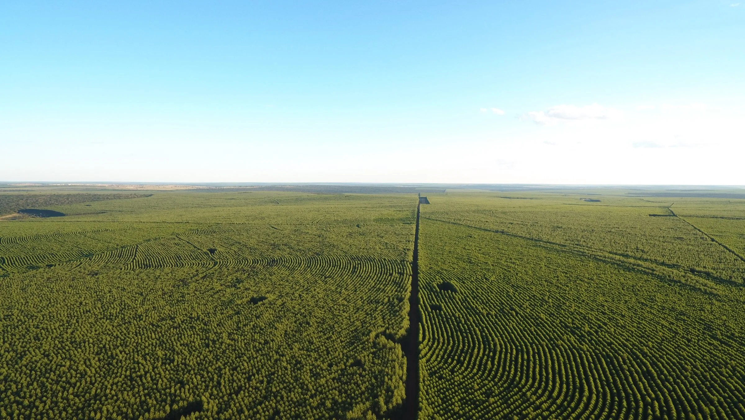 Skovplantage så langt øjet rækker - her en investering formidlet af danske International Woodland Company (IWC). Nu er IWC startet med at formidle investering i landbrugsjord foreløbigt i Danmark - senere i Europa. Foto: IWC