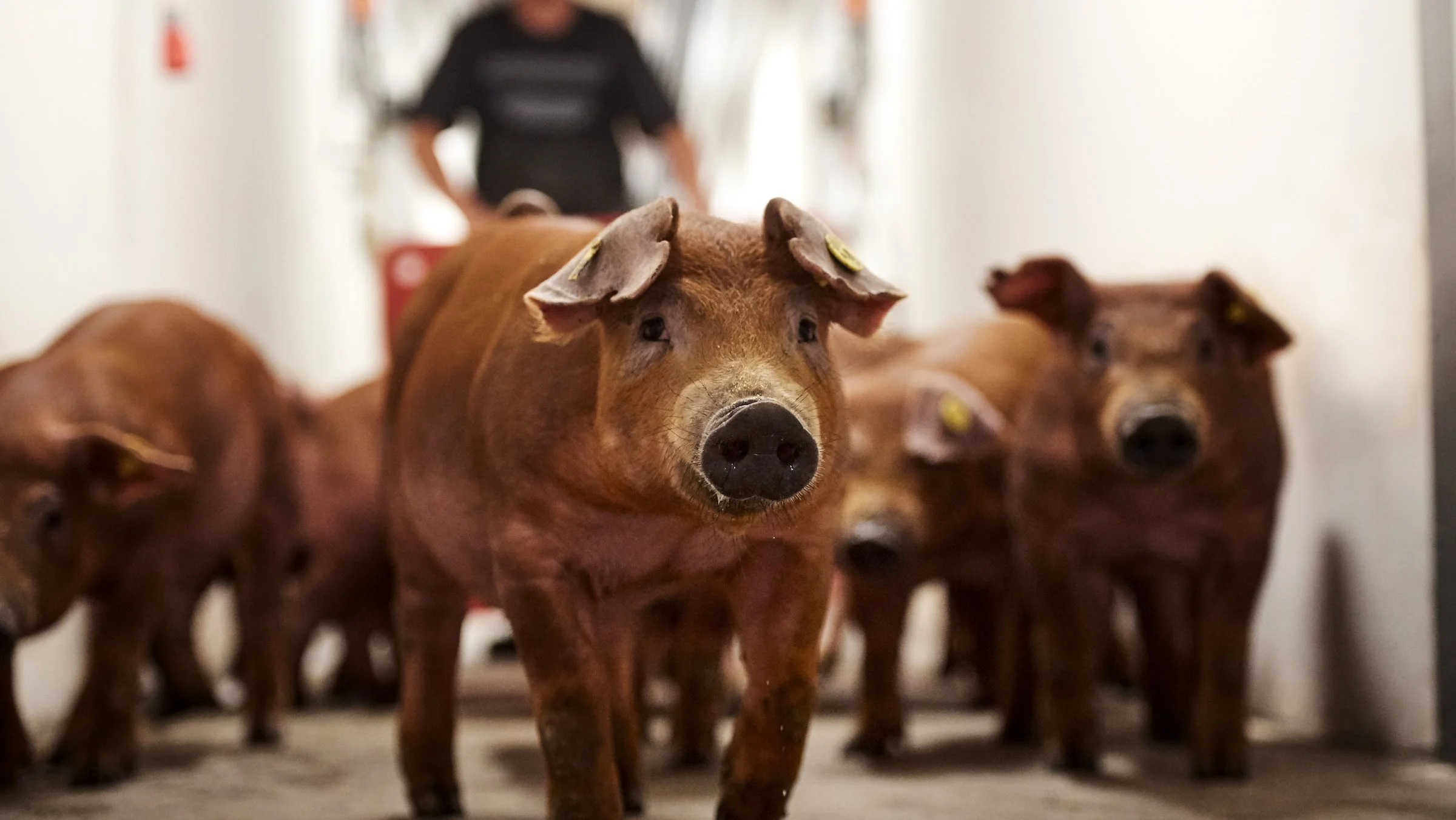 DanBred mærker stigende interesse og har indgået partnerskaber med en række danske svineavlere.