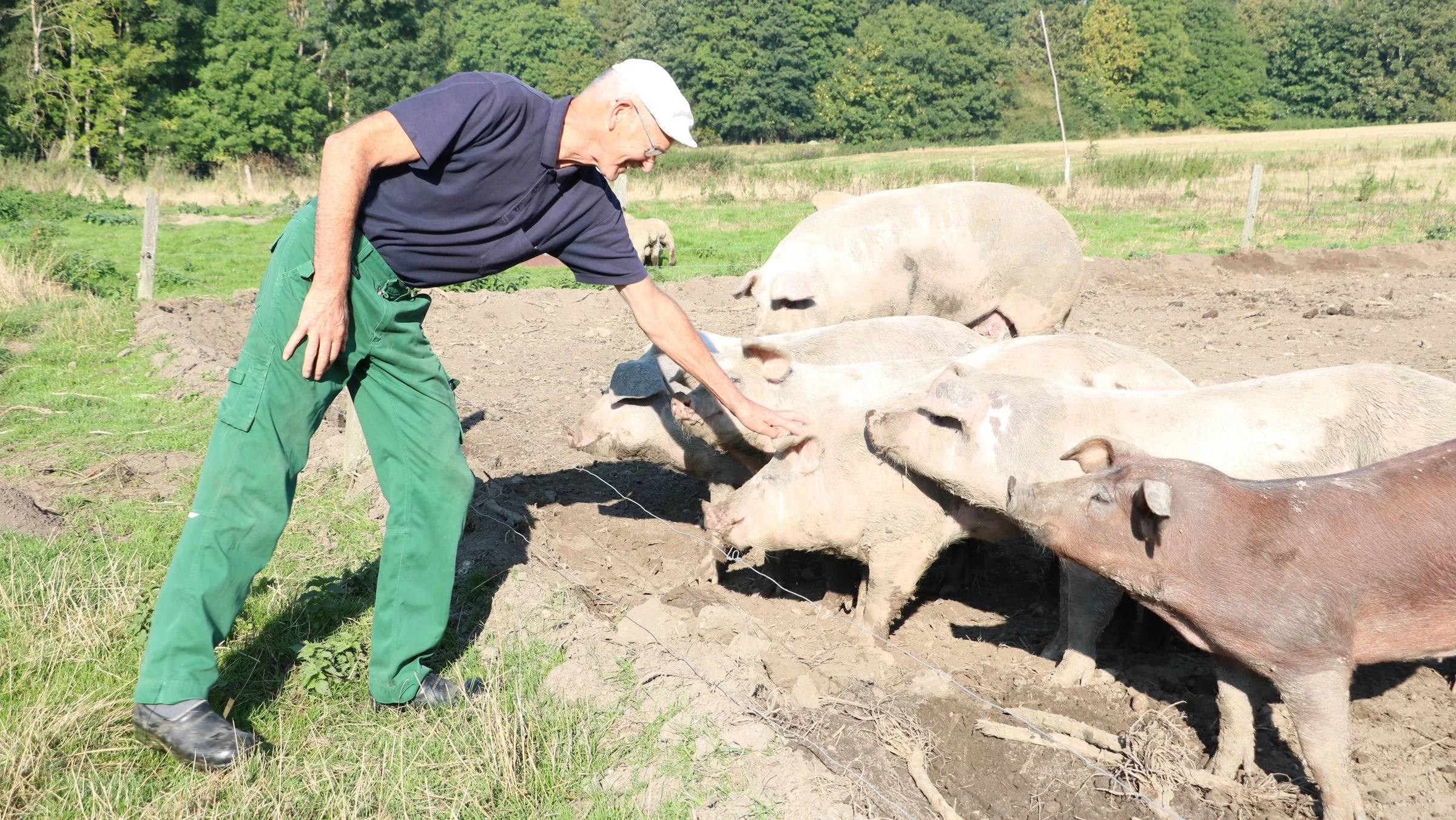 Børge Povlsgaard havde en svineproduktion og har stadig en mindre del af bedriften. 