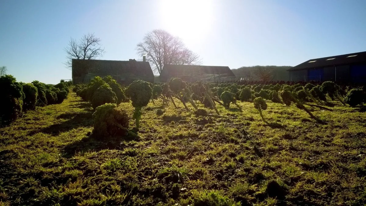 I 2017 trak Fødevarestyrelsen fire produkter tilbage fra det danske marked på grund af fund af pesticidrester. Ingen af disse var danske. Stikprøvekontrollen omfattede i fjerde kvartal sidste år 469 produkter, heraf 137 danske. I to af de prøver fandt DTU Fødevareinstituttet forekomster af pesticider over den maksimale grænseværdi. Det drejede sig om en prøve af selleri og af grønkål. Arkivfoto 