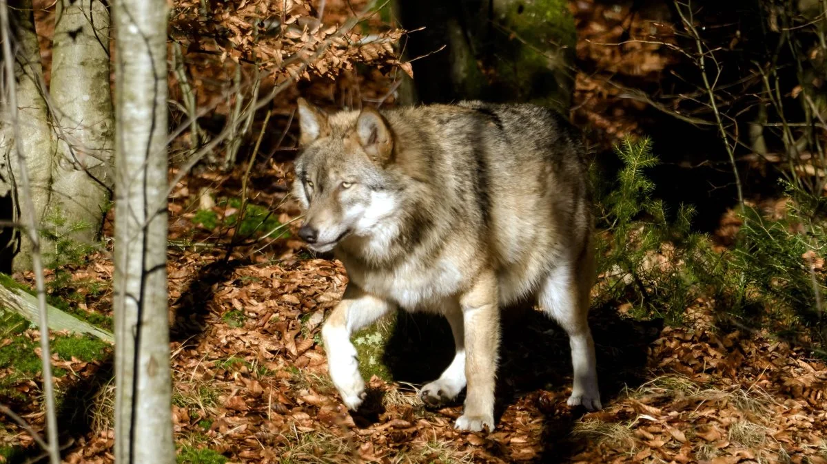 Den nye forening, »Ulvefrit Danmark«, vil lægge pres på politikere for at komme af med ulve i Danmark én gang for alle. Foto: Colourbox 