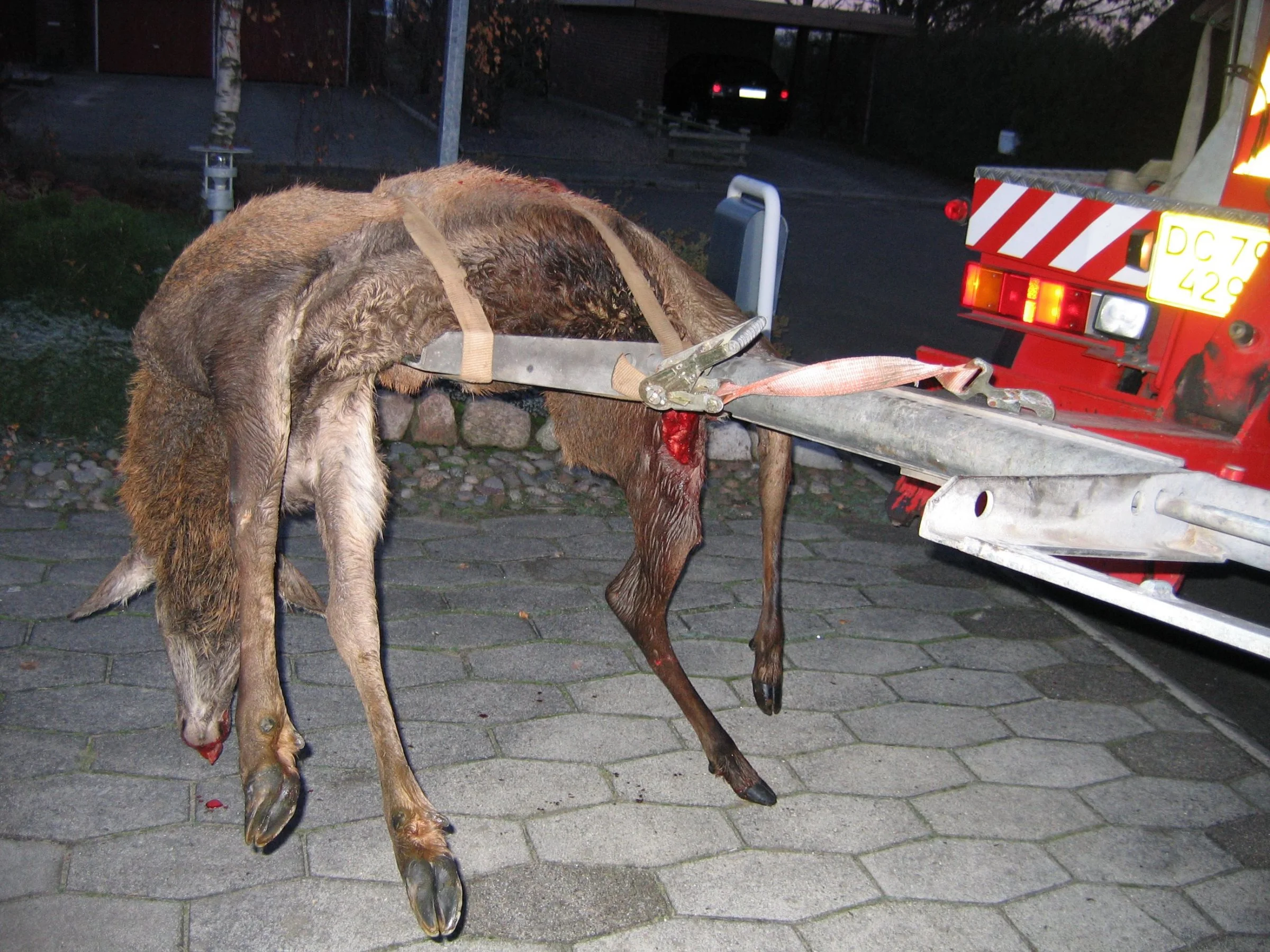 I 2019 modtog Dyrenes Beskyttelses Vagtcentral 1812 i alt 11.716 henvendelser om påkørte hjorte, hvoraf en tredjedel fandt sted i oktober, november og december. Foto: Dyrenes Beskyttelse