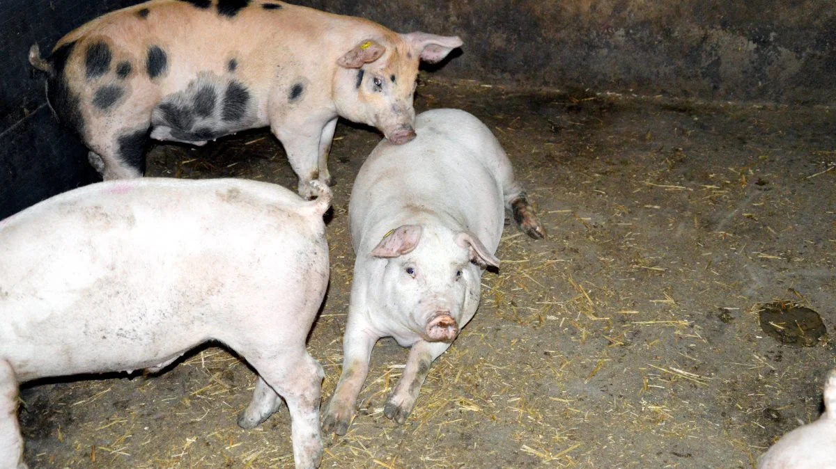 SvineRådgivningen opfordrer producenter til at tage nogle forholdsregler, inden de anvender bygninger til nødopstaldning, der ikke er godkendt til husdyr. Arkivfoto: Camilla Bønløkke