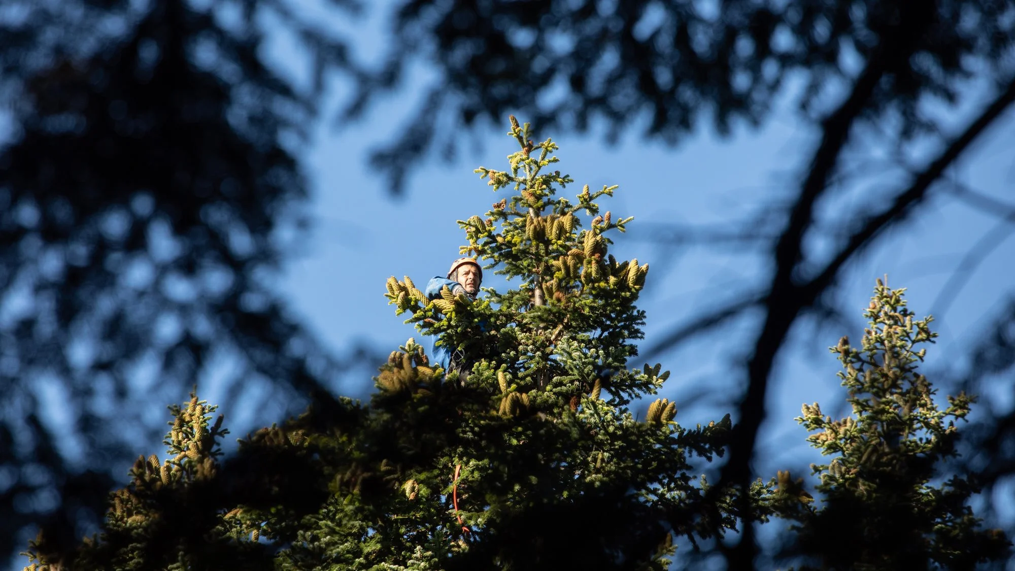 Årets koglehøst er godt i gang i Georgien, hvor danske Marianne Bols, indehaver af firmaet Fair Trees, står bag det internationale juletræskoncept, hvor juletræer produceres under størst muligt hensyn til miljø- og arbejdsforhold og bidrager til uddannelse, udvikling og sundhedsfremme i Georgien. Foto: Fair Trees.