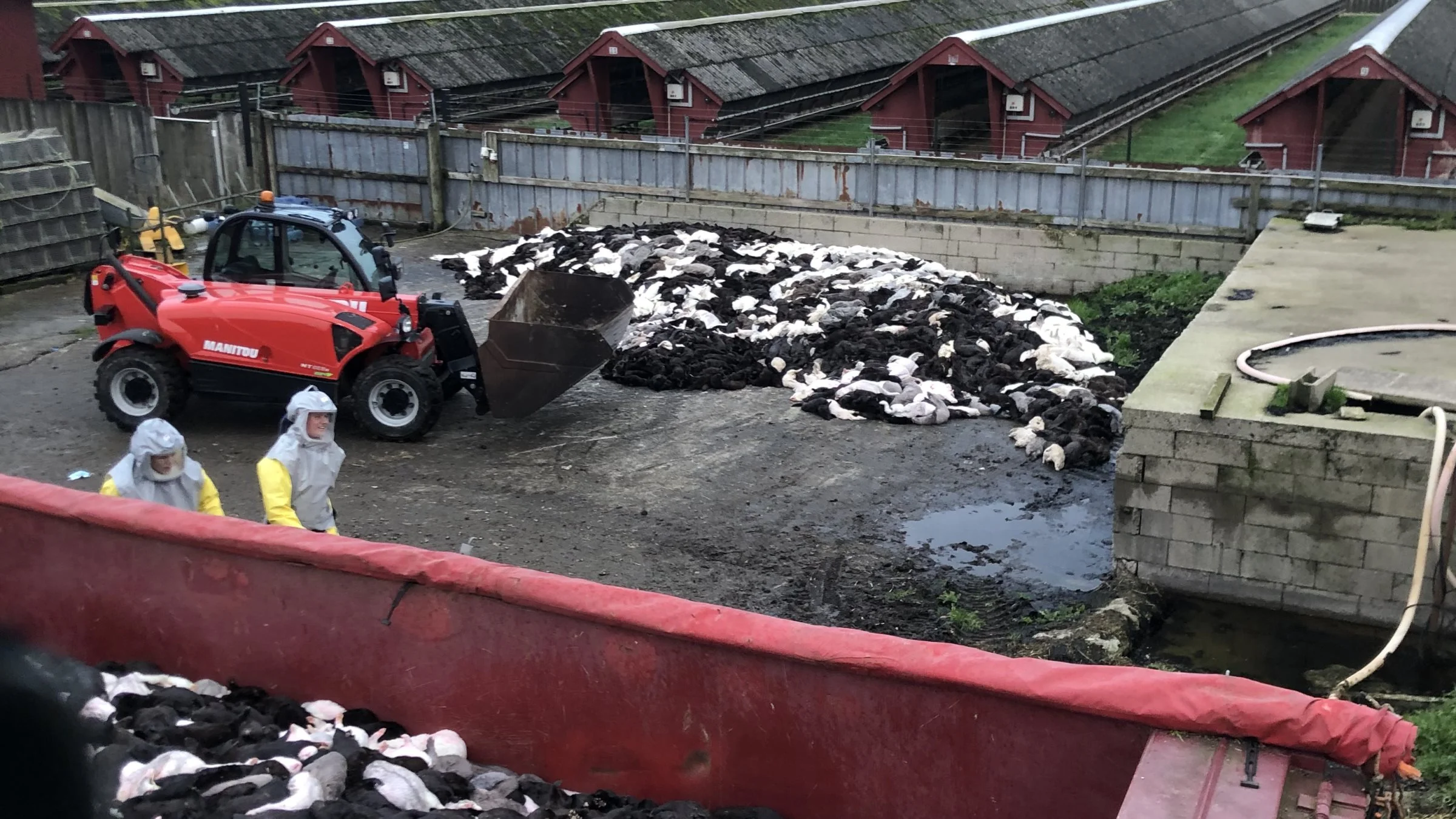 Mandag var 191 minkfarme smittet med Covid-19. Heraf er 53 blevet aflivet. 33 minkfarme er under mistanke. | Foto: Brian Langballe Kristiansen.