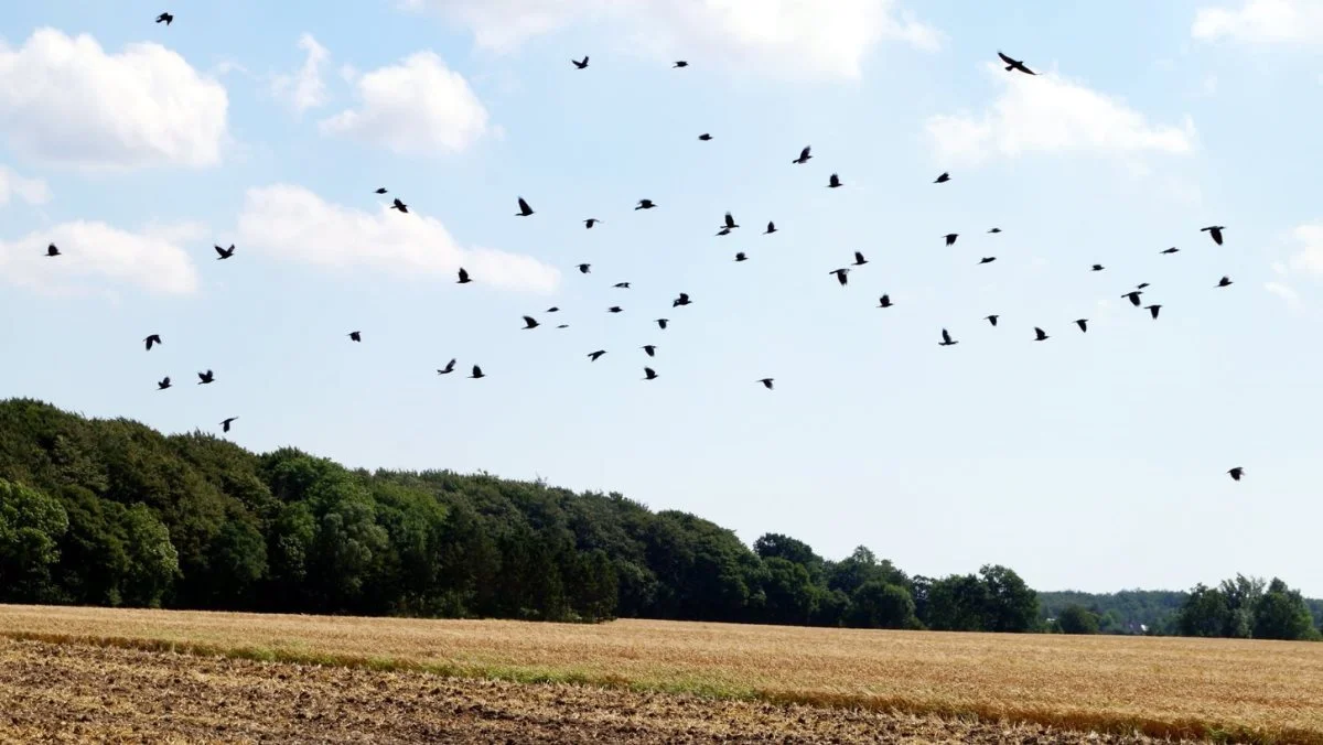 Fundene i Europa kommer efter beretninger om udbrud af højpatogen fugleinfluenza de seneste måneder i både vildtfugle og fjerkæbesætninger i Rusland og Kasakhstan. Foto: Henrik Sieben