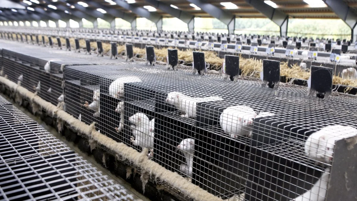 Flere forskere har de seneste dage bedt om at få mere data omkring den muterede coronavirus fra danske minkfarme. Foto: Erik Hansen