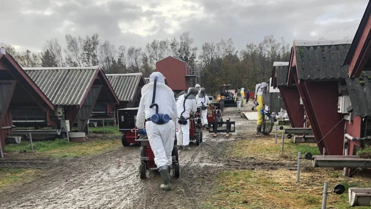 Det var kun i Nordjylland, at myndighederne havde lovhjemmel til at tiltvinge sig adgang til minkfarme, hvor avlere ikke ville samarbejde, har det vist sig. Foto: Brian Langballe Kristiansen