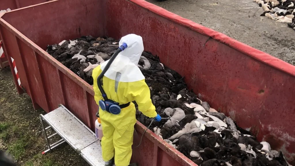 Aflivningen af op mod 17 millioner mink skaber kapacitetsudfordringer for myndigheder og avlere. | Foto: Brian Langballe Kristiansen.