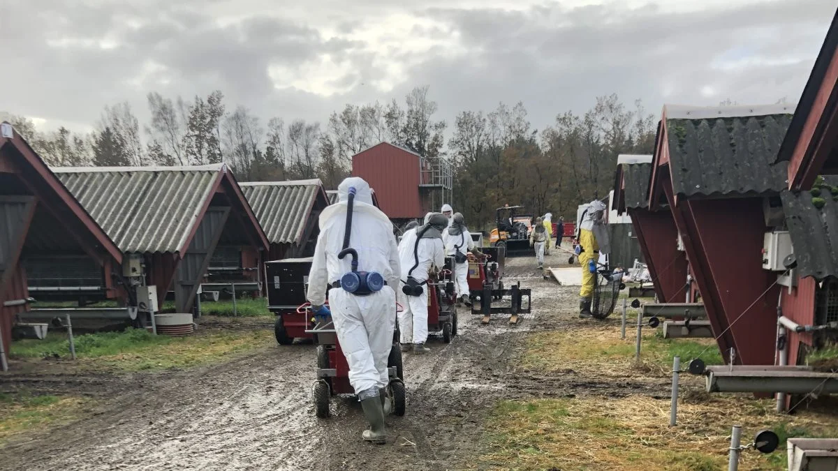 Det var en fejl, at Fødevarestyrelsen ikke gjorde det klart, at der var tale om en opfordring til at minkavlere skulle aflive deres mink i fredags, skriver styrelsens veterinærdirektør i et brev til alle danske minkavlere.