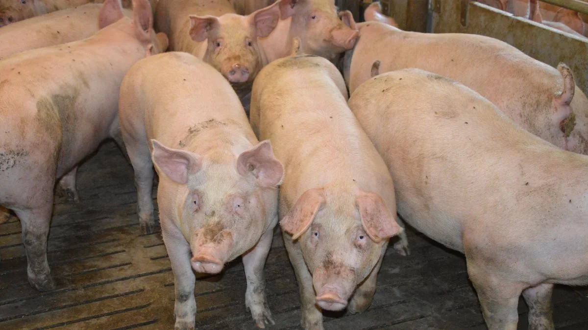 Den genetiske fremgang for en avlsmålsegenskab udregnes som et rullende årligt gennemsnit for de seneste tre år. DanBred oplyser, at det samlet set har genereret en avlsfremgang svarende til 12,56 kr. pr. DanBred slagtesvin pr. år. Arkivfoto: Camilla Bønløkke