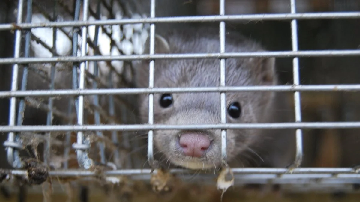 Minkbedrifter fra hele Sverige opfordres til regelmæssigt at sende mink til SVA til undersøgelse for at bestemme, om de er blevet inficeret med SARS-CoV-2.