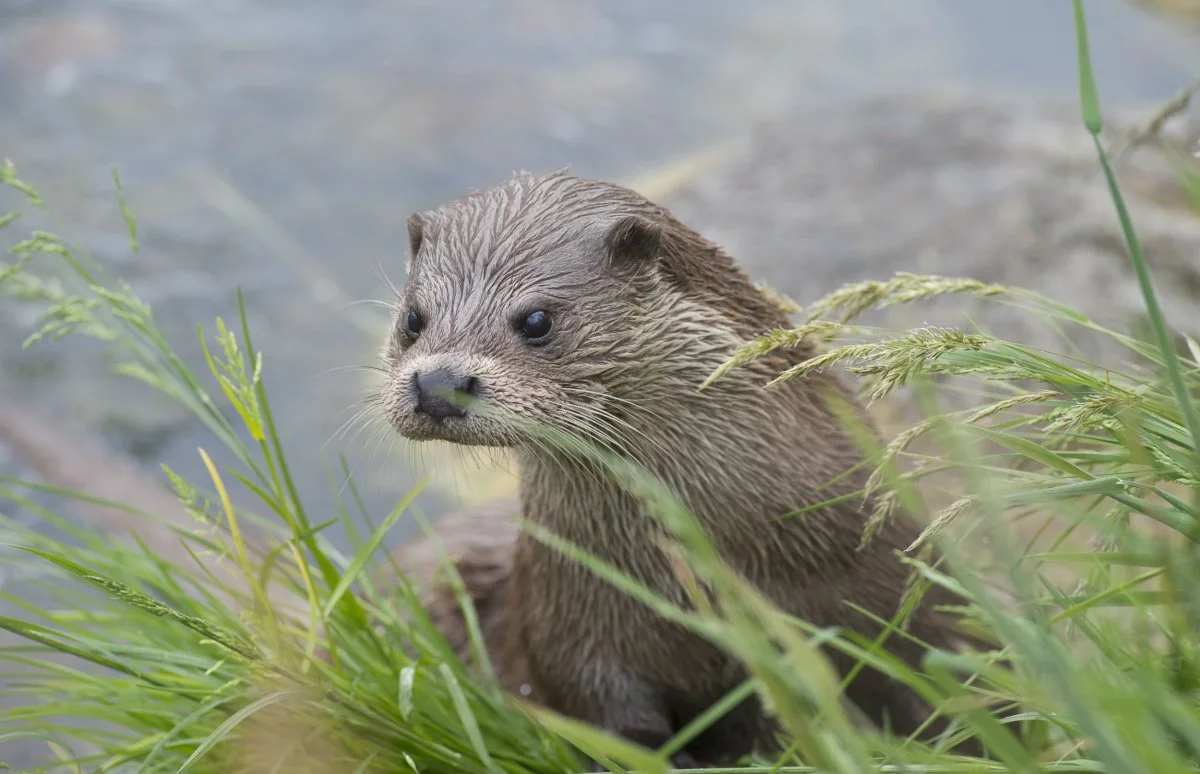 På Sjælland er odderne så truede, at odderpassager kan betyde liv eller død for hele bestanden. Foto: Danmarks Naturfredningsforening