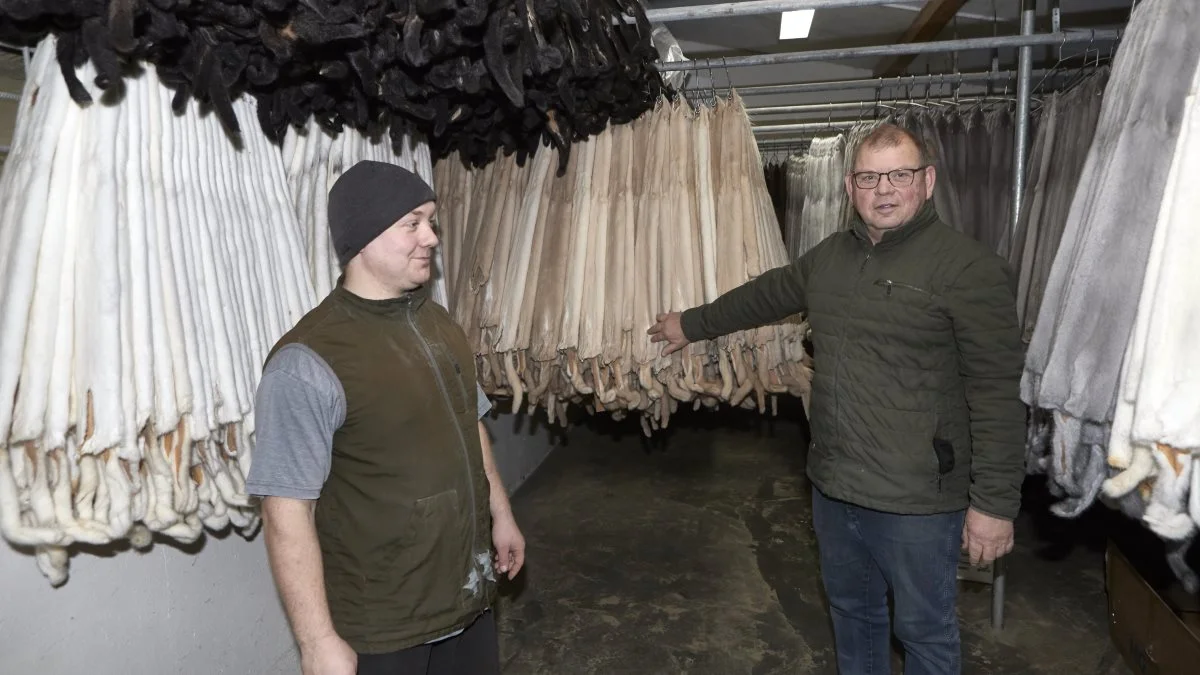 Efter pelsningen af farmens samtlige 36.500 mink håber Jesper og Jens-Arne Kristiansen på en udvidelse af deres interessentskabs tilhørende markareal, måske med en svineproduktion. Fotos: Erik Hansen