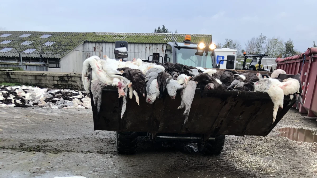 Aflivningerne af samtlige mink i Danmark gik i gang i november efter statsministerens pressemøde.