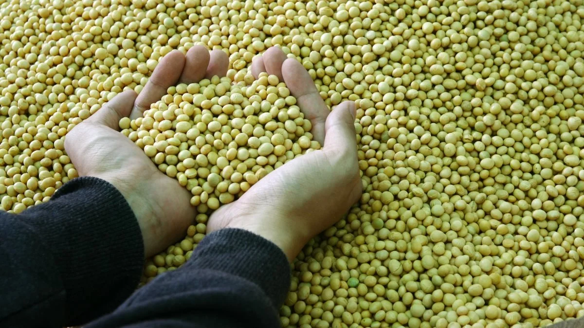 Der er flere forklaringer på, at Kina nu igen køber enorme mængder af blandt andet majs og sojabønner fra USA, skriver markedsanalytikeren Peter Arendt i sin analyse.