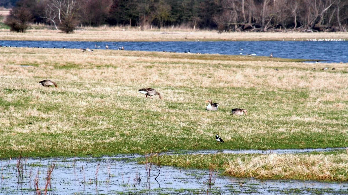 Pr. 1. april 2020 manglede der fortsat at blive godkendt kvælstofvådområder, som skal reducere udledningen med over 700 tons i forhold til målene i Landbrugspakken, viser en opgørelse på Miljøstyrelsens hjemmeside.