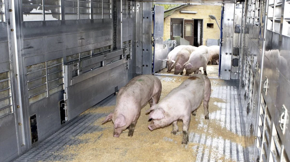 Nye vejledninger skal gøre det nemmere for landmænd, chauffører og dyrlæger at sikre, at grisene er transportegnede. Arkivfoto: Erik Hansen