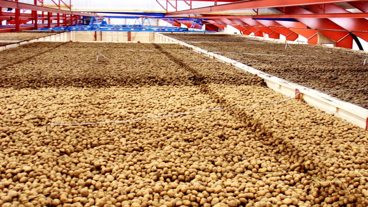 Dyrkning og forarbejdning af chipskartofler er en niche i forhold til mel- og pomfritindustrien. Thorsen Chipskartofler A/S i Sunds nær Herning, er en af de, der har specialiseret sig storskala i chipskartofler. Arkivfoto

