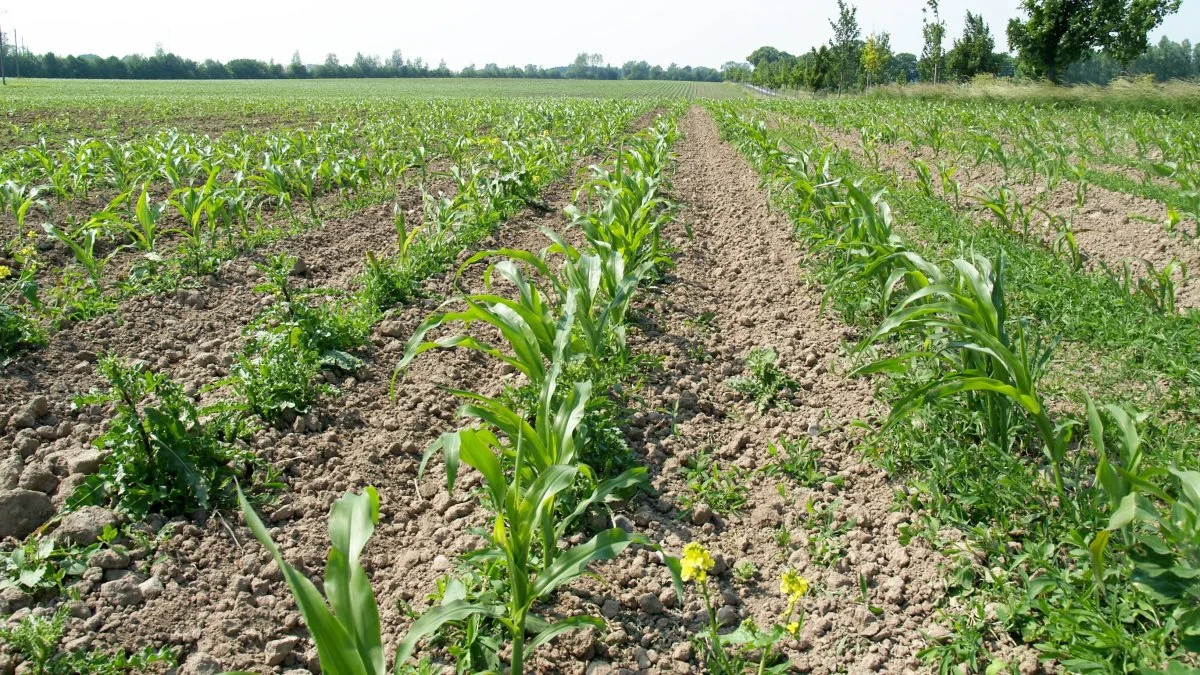 Ensartet sådybde er vigtigt, fordi ensartet fremspiring giver de bedste betingelser for at foretage en effektiv ukrudtsbekæmpelse med strigle og radrenser. Foto: Agrofoto.dk