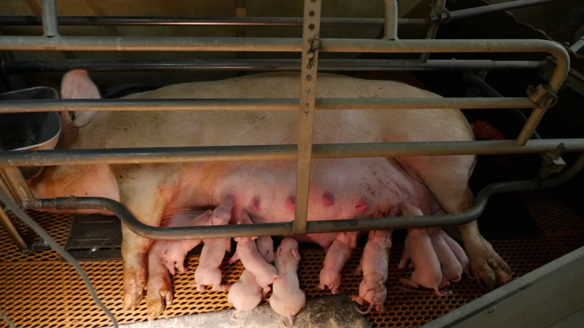 - Det er uacceptabelt, at holde sansende og intelligente dyr i bur under de forhold med den viden vi har om dyrs behov og adfærd i 2021, siger Esben Sloth fra World Animal Protection Danmark. Foto: World Animal Protection Danmark