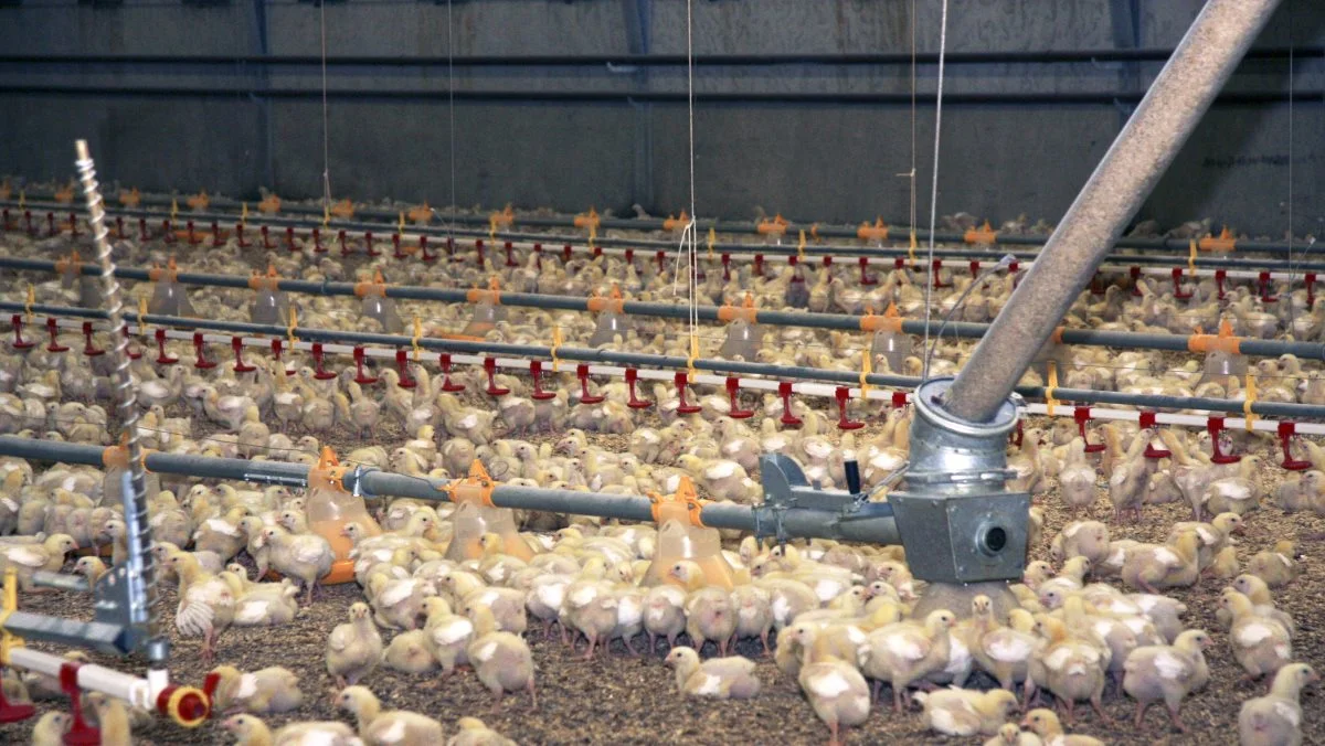 Grovvarekoncernen Danish Agro sætter nu yderligere fokus på bæredygtighedstal for foderproduktionen. Arkivfoto