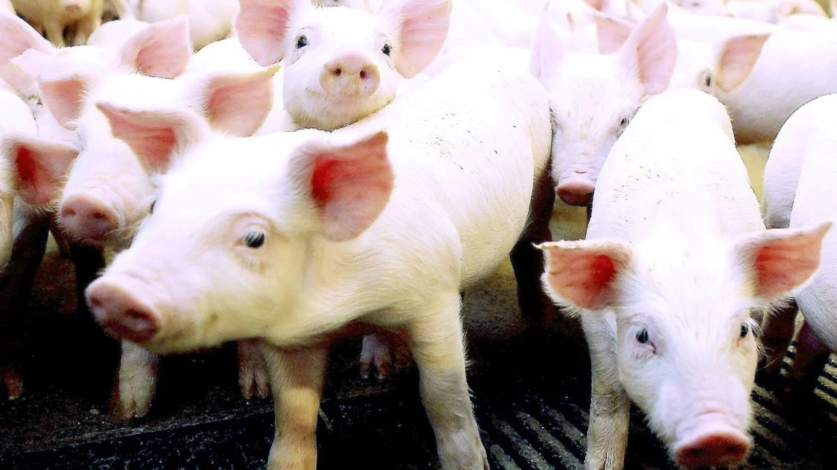 Andelshavere i Danish Crown kan fortsat forvente at få 9,50 kroner pr. kilo for slagtesvin i vægtklassen 72 til 96,9 kg i uge ni. Foto: Anne Wolfenberg