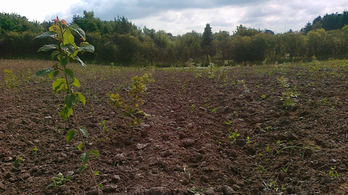 Det er nu det er tid for at plante ny skov. Fotos: LandboSyd