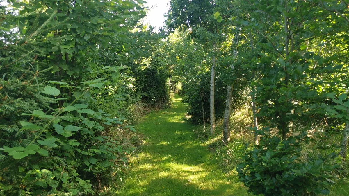 Skov er ikke bare godt for naturen og miljøet – det højner også skønheden og herlighedsværdien af ejendommen.