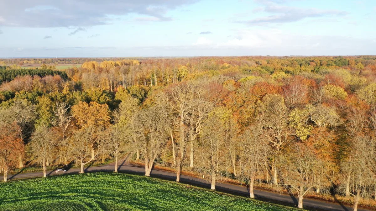 Skovrejsning skal understøtte en naturlig foryngelse af skovarealerne i fremtiden, og mere naturlig skov, lyder det fra Miljøstyrelsen. Foto: Per Jørgensen 