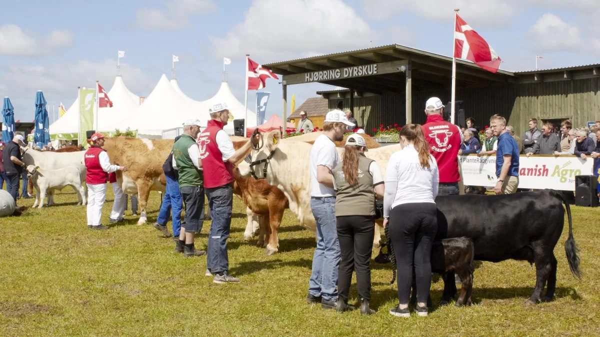 Der blev i 2020 ikke Hjørring Dyrskue, som vi kender det. Det gør der heller ikke til sommer. Arkivfoto: Tenna Bang