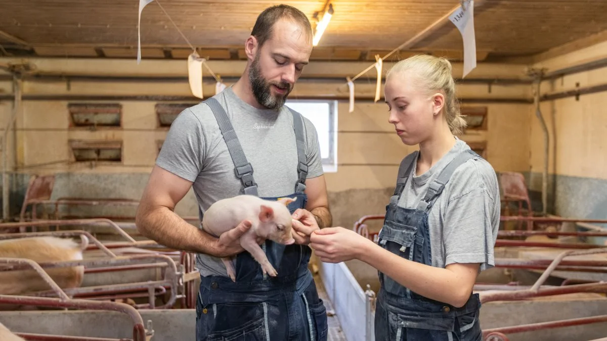 I et forsøg på at hindre spredningen af Covid-19 modtager stribevis af østeuropæere i disse uger afslag på deres ansøgninger om at blive praktikanter på danske landbrugsbedrifter. Foto: Peter Beier