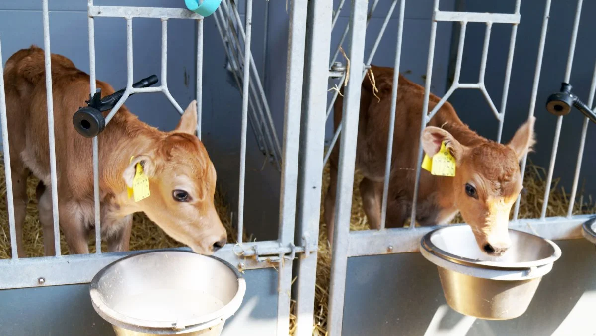 Fokus på råmælksrutiner og ekstrem høj hygiejne de første 14 dage af kalvenes liv er vigtige elementer i bestræbelserne på at sænke antibiotikaforbruget. Arkivfoto