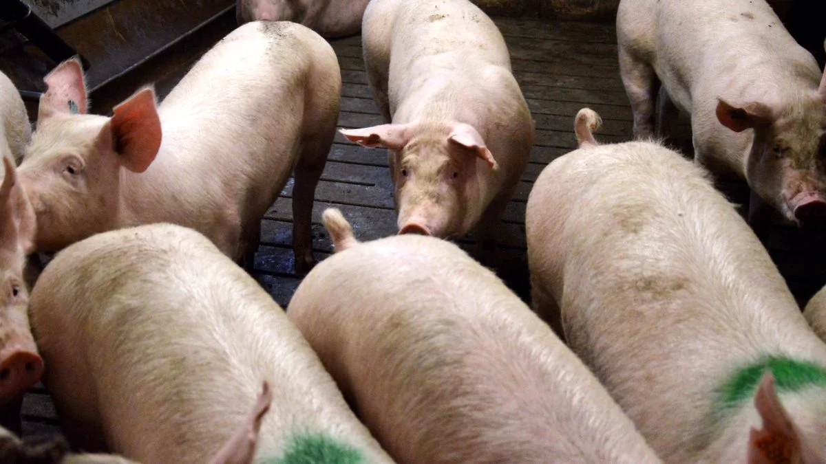 LVK har i de seneste måneder haft flere besætninger, der har måttet sætte nyindkøbte polte ud af deres karantænestald, da leverandørbesætningen er faldet for en SPF-sygdom. Arkivfotos