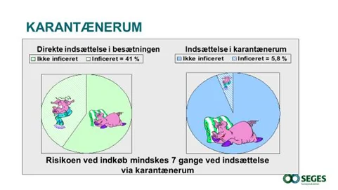 Risikoen for smitte ved indkøb af polte reduceres med hele syv gange, hvis indsættelse sker gennem en karantæne. Kilde: SPF

