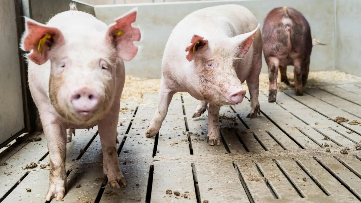 På baggrund af en større udvidelse af det genetiske team er Danish Pig Genetics til foråret klar til at lancere deres nye genetiske evalueringssystem.

