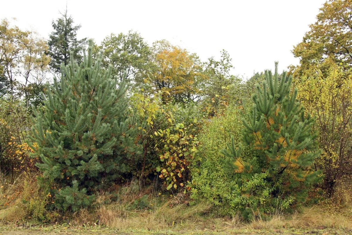 Danmark skal have mere vild natur - faktisk kan landets kommuner nu dyste om at blive Danmarks vildeste kommune.