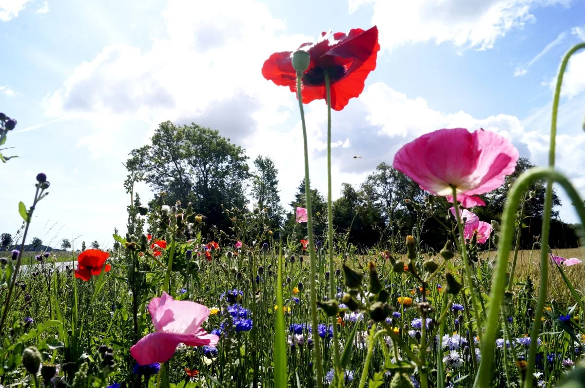 Flotte blomsterstriber er ikke kun godt for synet, men gavner også insekterne. 