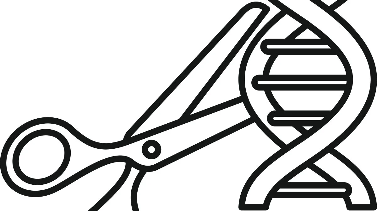 Med Crispr/cas9-teknologien kan man populært sagt klippe i gener og på den måde ændre deres resistens overfor vejrlig og sygdomme. På den måde kan man mindske brugen af blandt andet sprøjtemidler. Foto: Colourbox