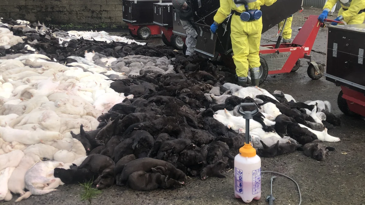 Der er fundet stoffer fra de døde mink under selve minkgravene. Det vil dog ikke påvirke kvaliteten af drikkevandet i området, lyder det fra Miljøstyrelsen. Arkivfoto:  Brian Langballe Kristensen