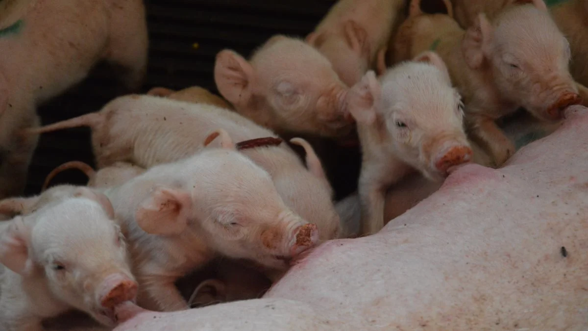 En afprøvning foretaget af Seges Svineproduktion, Den rullende Afprøvning, viste, at en afgrænsning af pattegrisenes bevægelsesareal ikke kunne reducere pattegrisedødeligheden i farestier til løsgående diegivende søer.  Arkivfoto