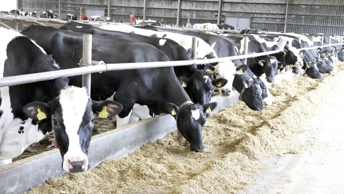 Alltech har offentliggjort data fra en ny metaanalyse for køer, med resultater, der viser, at Optigen både kan forbedre ydelsen, reducere klimaaftrykket og øge indtjeningen. 