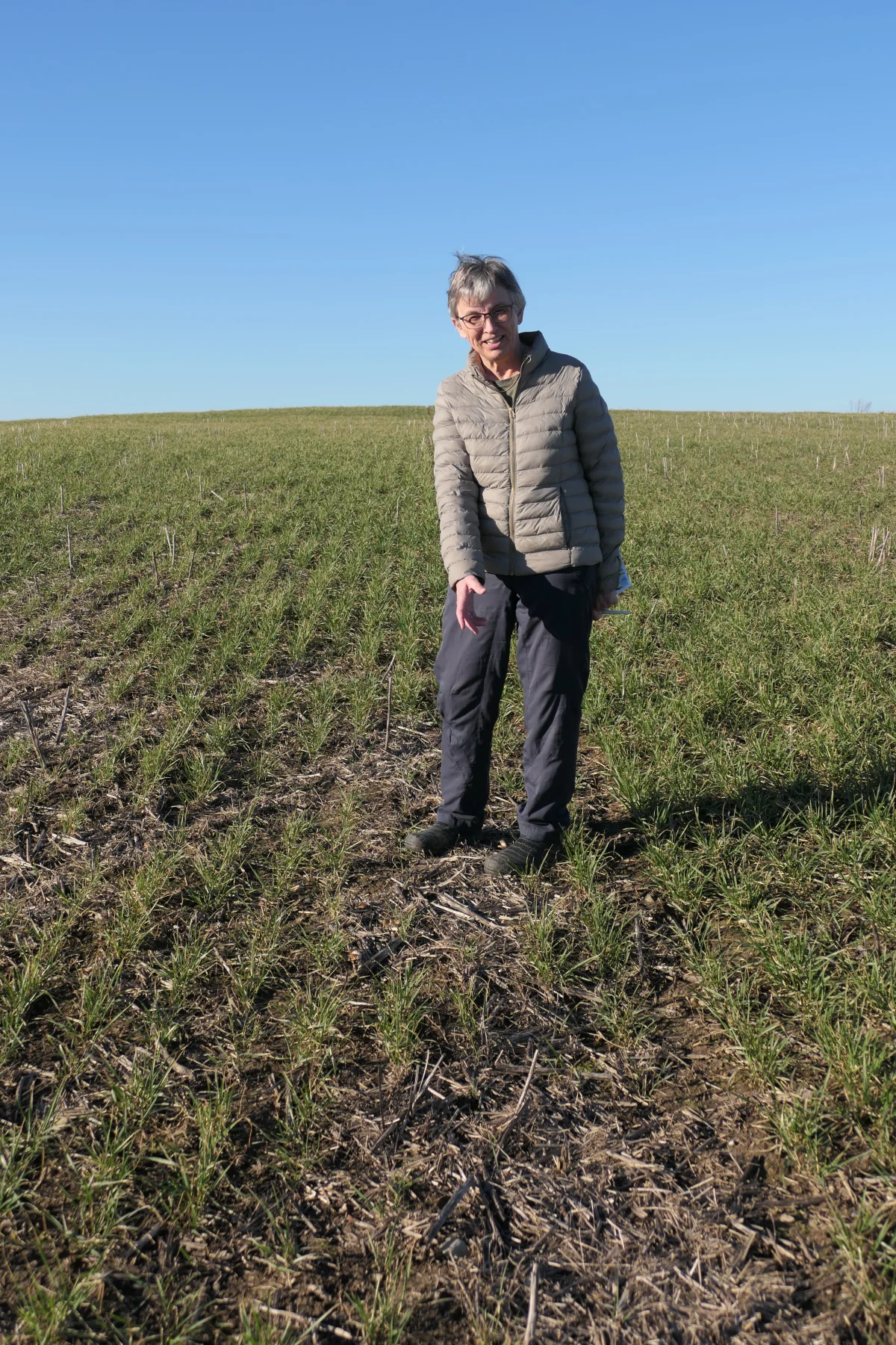 Bente Andersen viser her, hvordan en rest avner og skulper fra sidste års mejetærskning af rapsen forstyrrer fremspiringen af rapsen. Foto: Bøje Østerlund 
