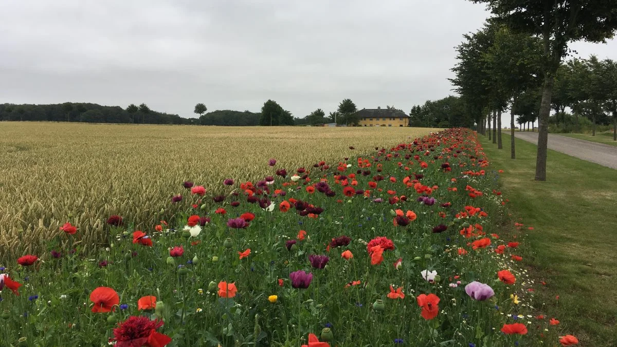 Hvert år sår Agro Alliancen 12 kilometer med blomsterstriber langs markerne på Øst- og Midtfyn.
