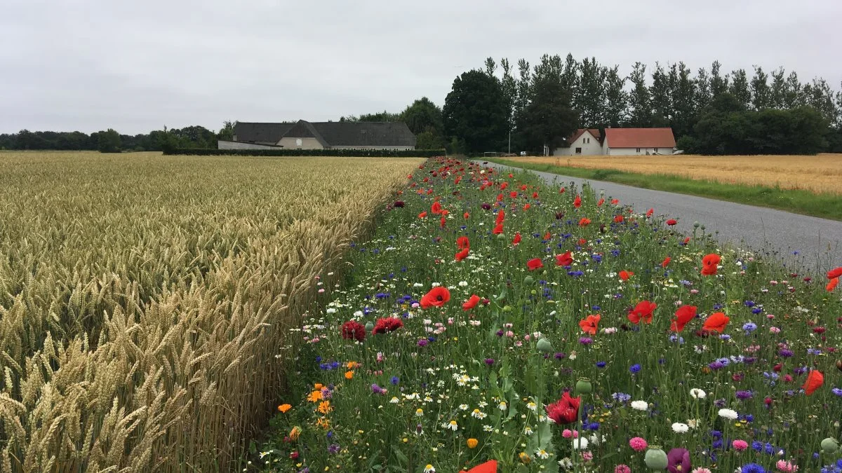 Agro Alliancen sår 12 kilometer blomsterstriber langs veje og marker i området omkring godserne Egeskov og Ravnholt på Sydøstfyn. 