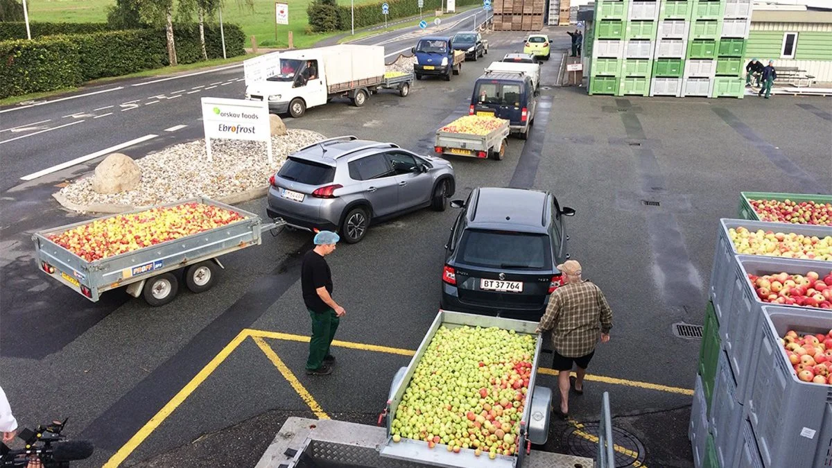 En populær efterårsbeskæftigelse for mange fynske haveejere: Turen til Ørbæk med æbler, og retur med friskpresset most. For hver 10 kg æbler udleverer Orskov Foods en liter most. Fotos: Orskov Foods