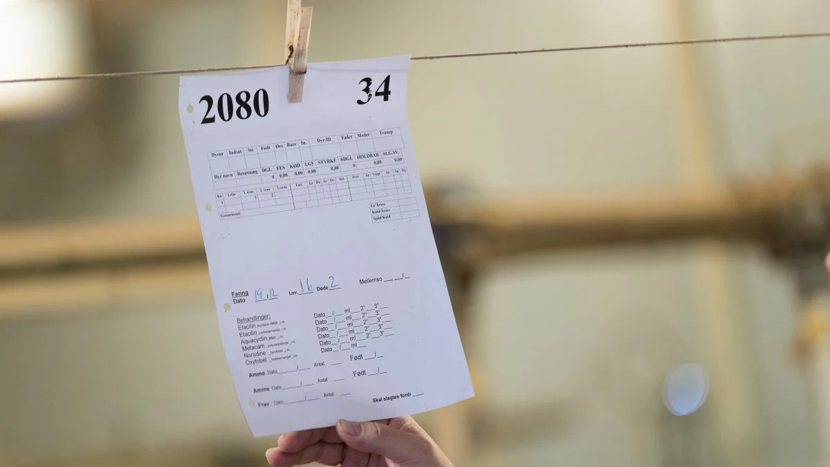 Fejlregistreringer omkring det korrekte antal dyr kan koste dyrt. Foto: Velas