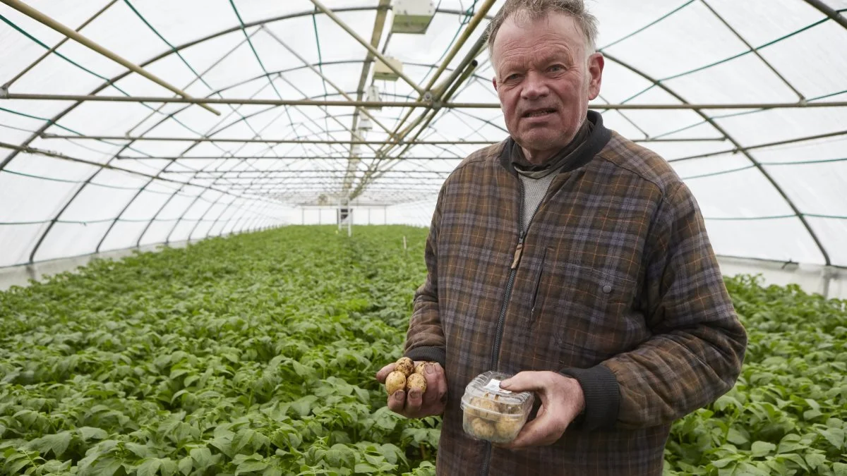 Igen i år var det Karl Larsen fra Herrested, som var først på markedet med sine drivhuskartofler. Billedet er fra sidste år, hvor de var klar en uge tidligere. Foto: Erik Hansen

